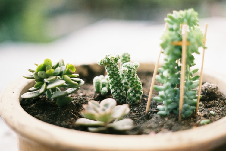 Vaso de plantas sendo usado com a função de berçário para pequenos brotos.