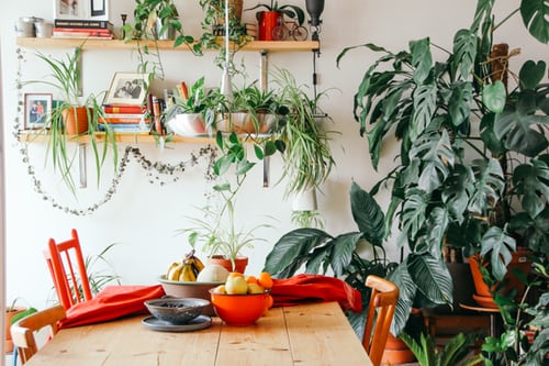 Várias plantas dentro de uma sala de jantar, estilo Urban Jungle.