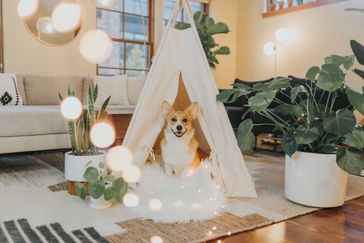 Cachorro em ambiente criado com plantas e tapetes aconchegantes.