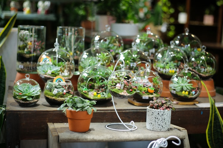 Vasos de plantas, estilo terrários.