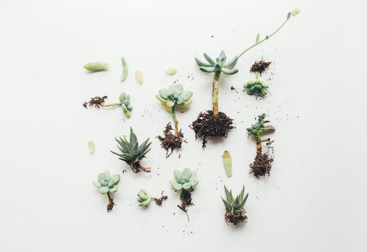 Brotos de espécies de plantas suculentas.