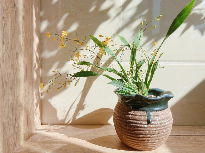Vaso de planta com espécie de orquídea ao Sol.