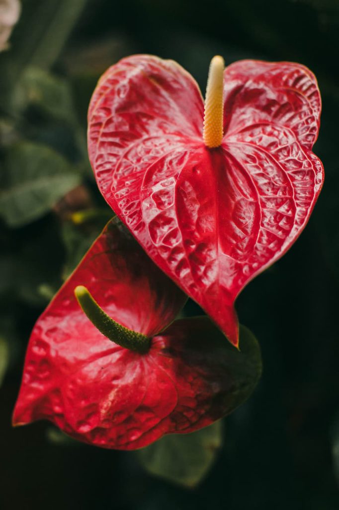 Antúrio, uma das plantas para apartamento mais fáceis de cuidar, tem folhas vermelhas que se parecem flores.