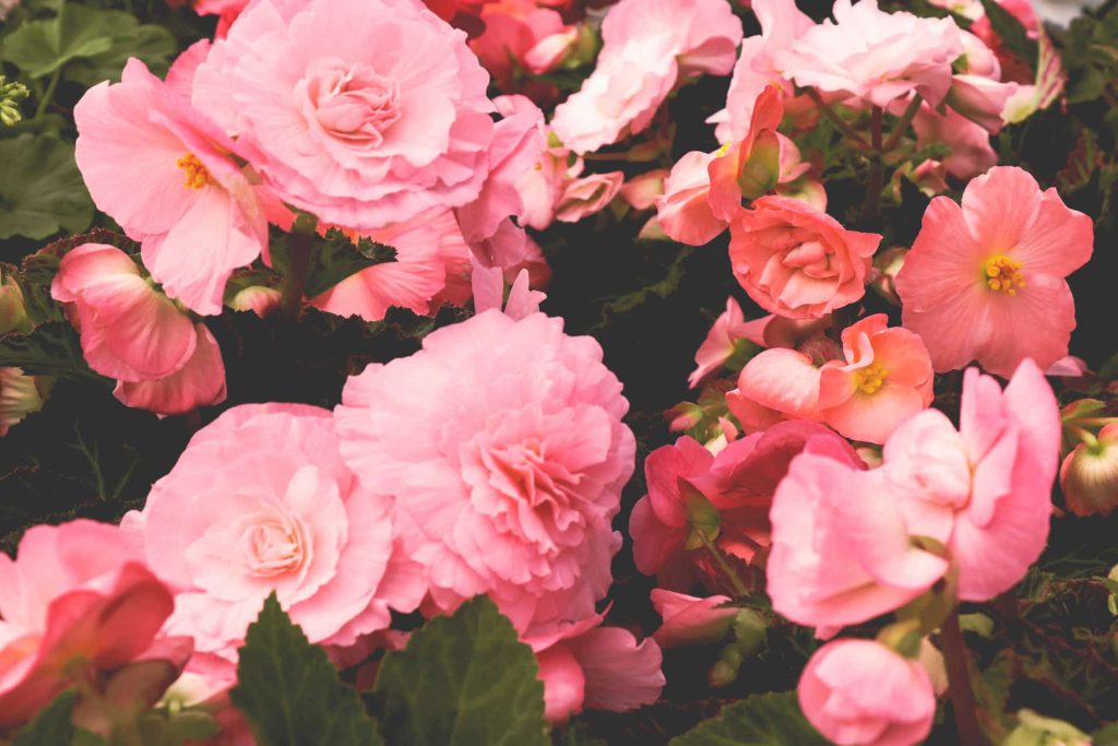 Flores rosas de begônia.