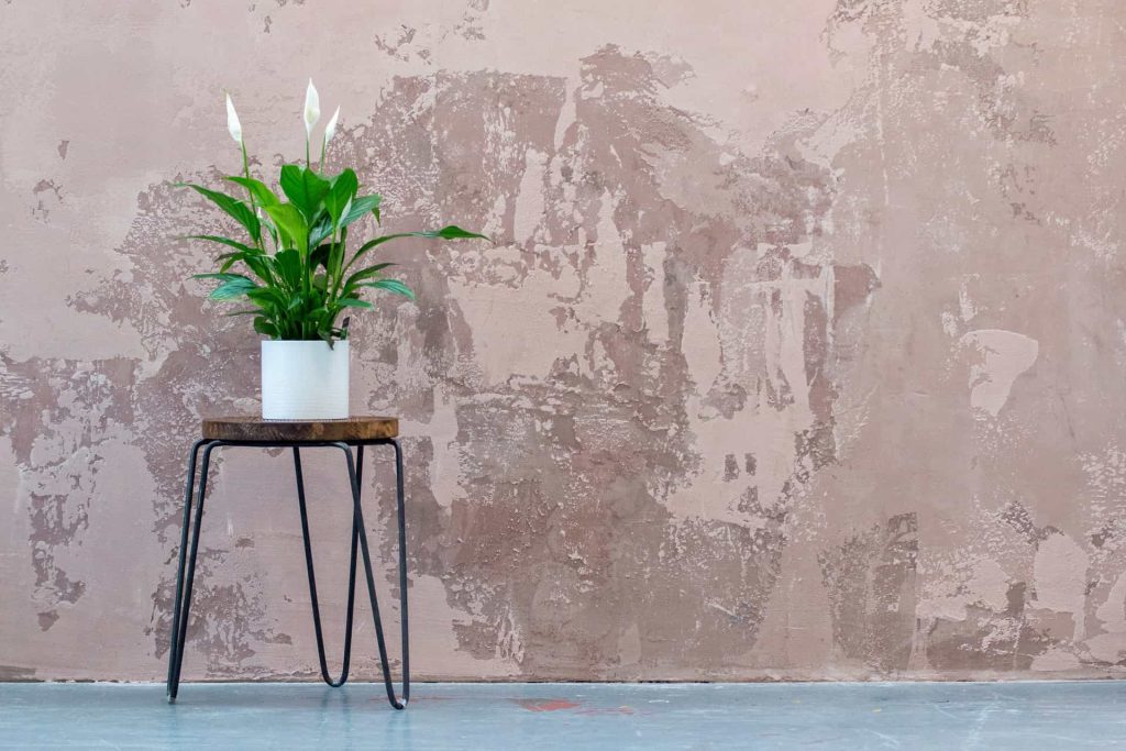 Lírio da Paz, uma das melhores plantas para apartamento, em cima de uma mesa de canto de madeira com pés de metal. Ela está posicionada em frente a uma parede de cimento queimado.