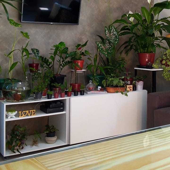Plantas enfeitando a sala de cliente Madesa.