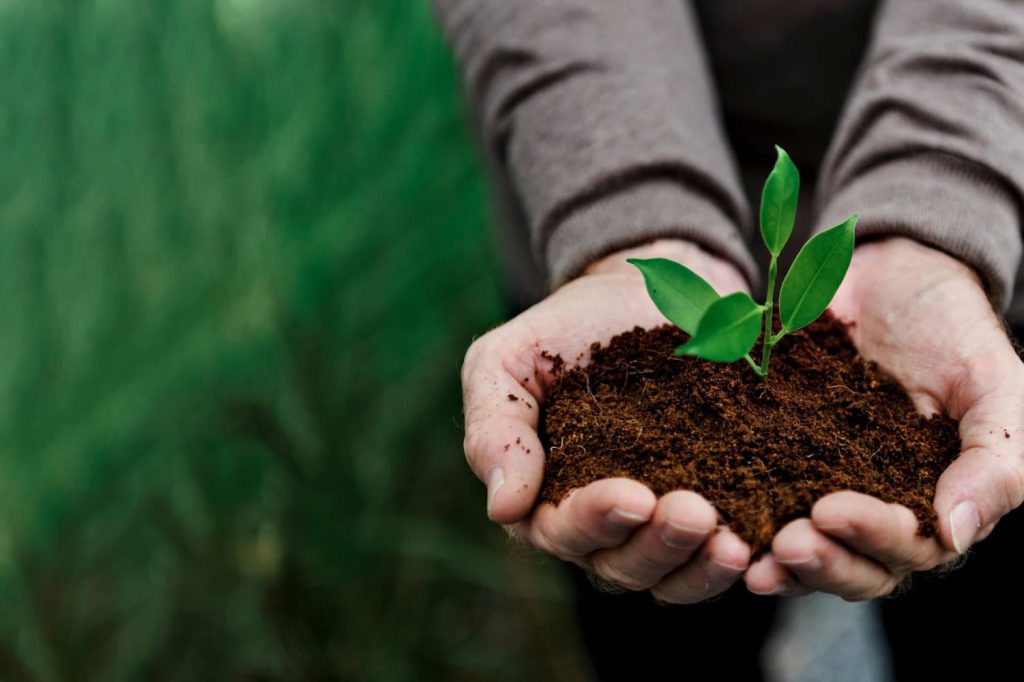 Mãos segurando um punhado de terra com uma muda de planta como exemplo de uma vida sustentável.