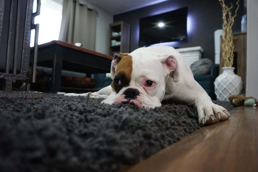 Os maiores cachorros do mundo: conheça as raças - Veterinária Pet Pillow