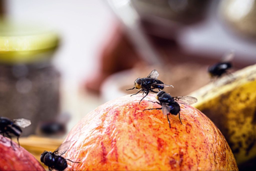 Alt text: Moscas sobre uma fruta de cor laranja ou pêssego, com foco na textura da fruta e dos insetos.