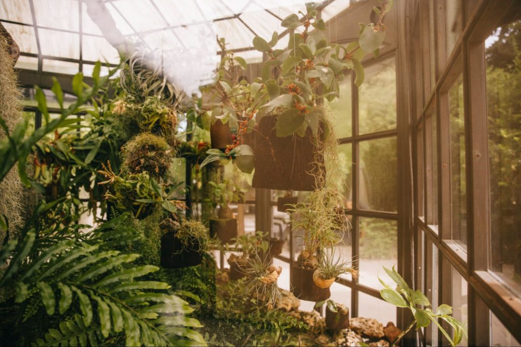 Viveiro com plantas verdes em vasos suspensos e apoiados, dentro de estrutura de vidro, com vegetação ao fundo.