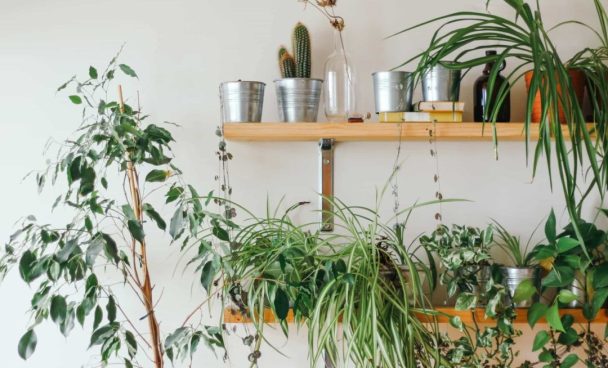 A capa do conteúdo mostra duas prateleiras de madeira com vários vasos de planta.