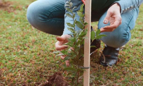 Madesa_sustentabilidade