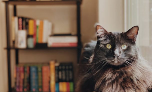 gatos-em-casa-dicas-