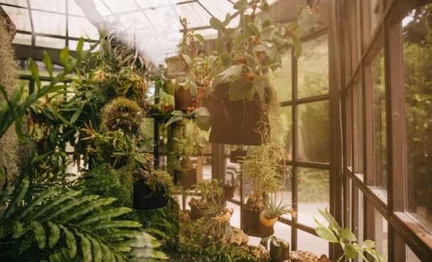 Viveiro com plantas verdes em vasos suspensos e apoiados, dentro de estrutura de vidro, com vegetação ao fundo.
