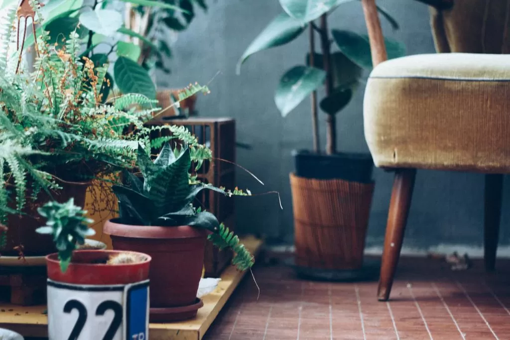 Imagem de ambiente decorado com plantas. Vê-se na imagem uma parte de uma cadeira estofada e vários vasos de planta em frente a uma parede verde escuro.