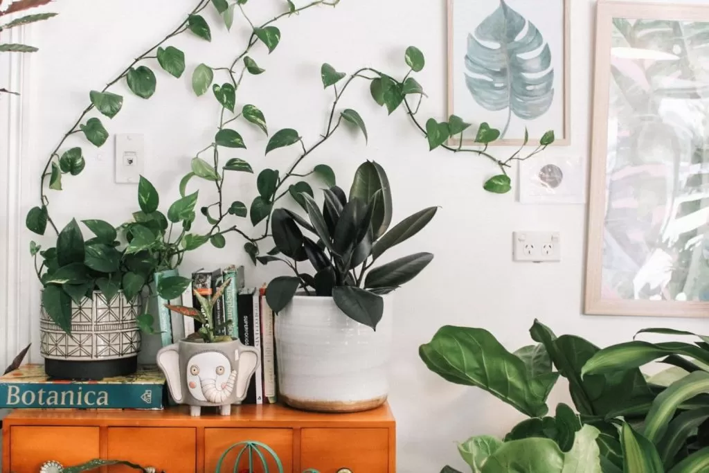 Móvel rústico decorado com diversas plantas como exemplo de decoração de apartamento alugado.