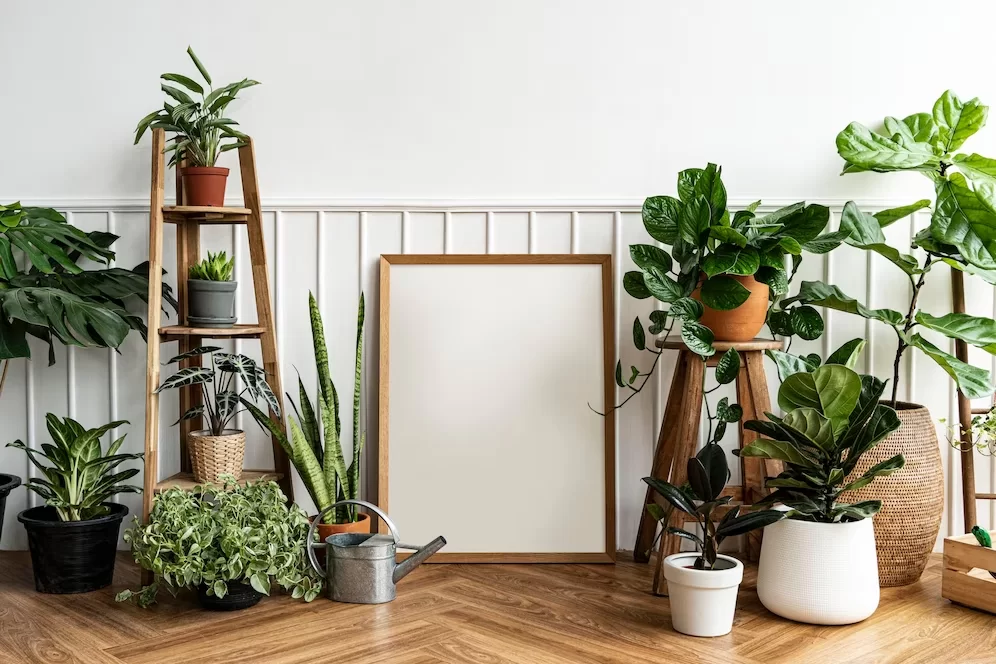 A imagem ilustra um jardim de inverno na sala, com plantas espalhadas pelo chão de madeira, com um quadro em branco no centro. As paredes também são brancas.