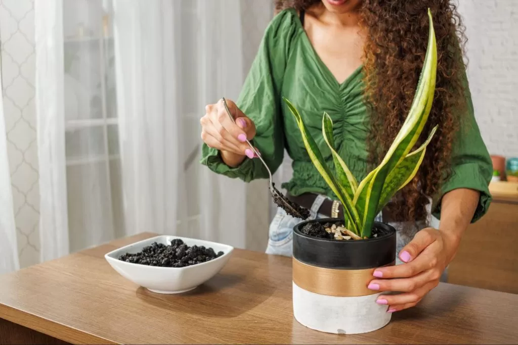  Uma mulher de cabelos cacheados está plantando uma Espada de São Jorge em um vaso, sobre uma mesa de madeira. Ela veste uma blusa verde e calça jeans e tem as unhas pintadas em cores rosadas.