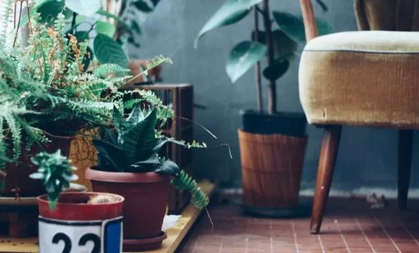 Imagem de ambiente decorado com plantas. Vê-se na imagem uma parte de uma cadeira estofada e vários vasos de planta em frente a uma parede verde escuro.