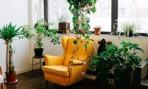 Sala com uma janela grande, vários vasos de plantas e uma poltrona amarela como exemplo de decoração amarela.