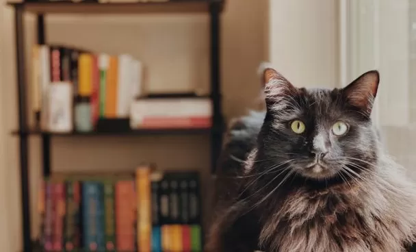 gatos-em-casa-dicas-