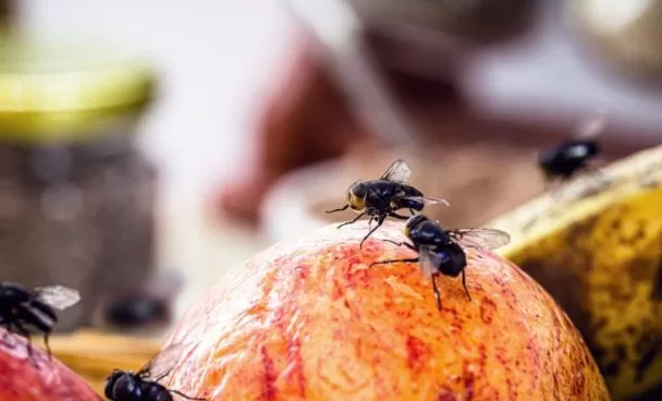 Alt text: Moscas sobre uma fruta de cor laranja ou pêssego, com foco na textura da fruta e dos insetos.
